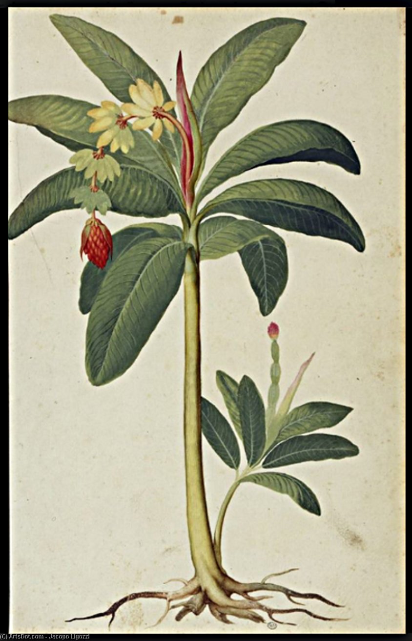 Banana Tree — Джакопо Лигоцци