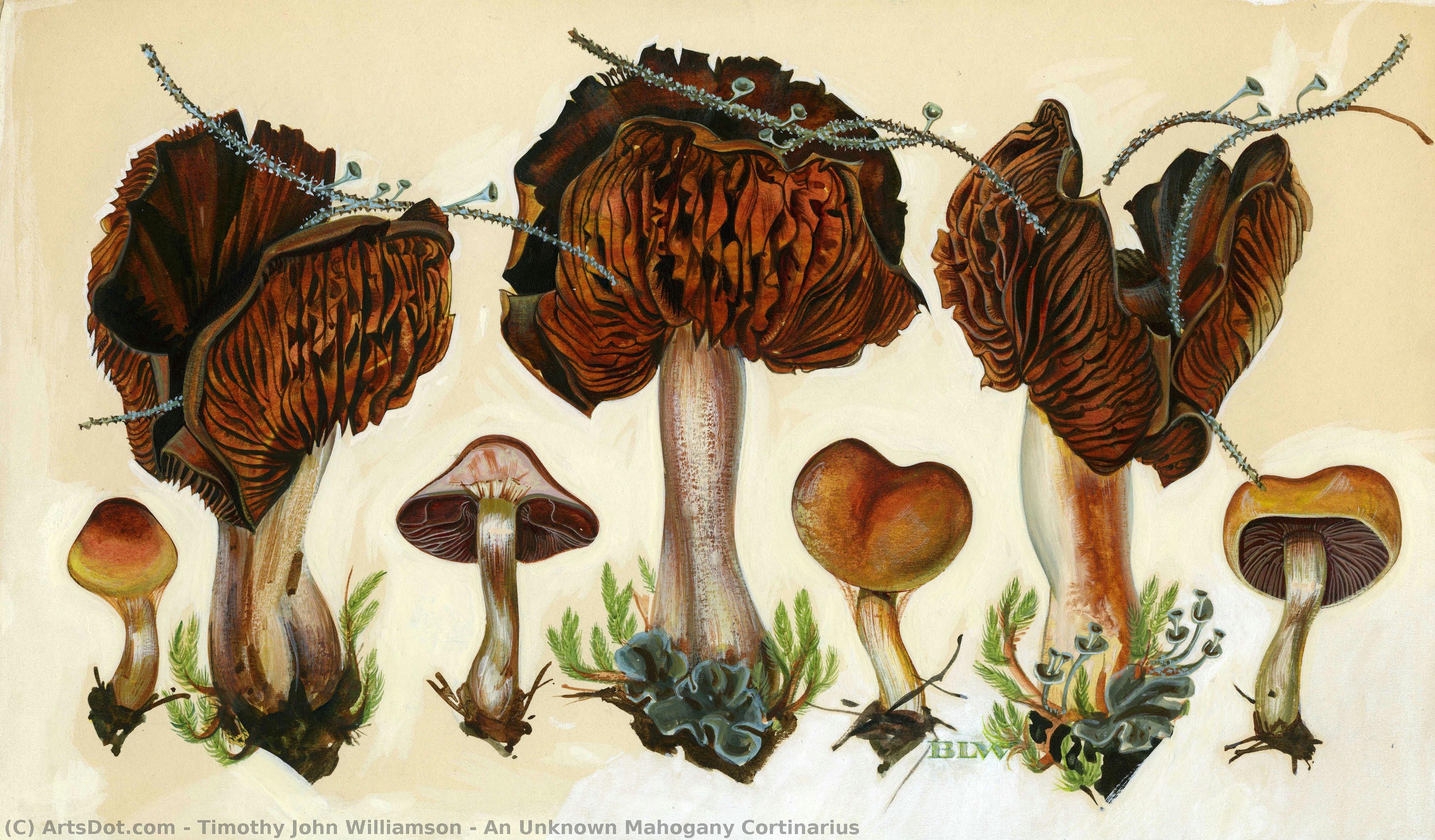 An Unknown Mahogany Cortinarius — Тимофей Джон Уильямсон