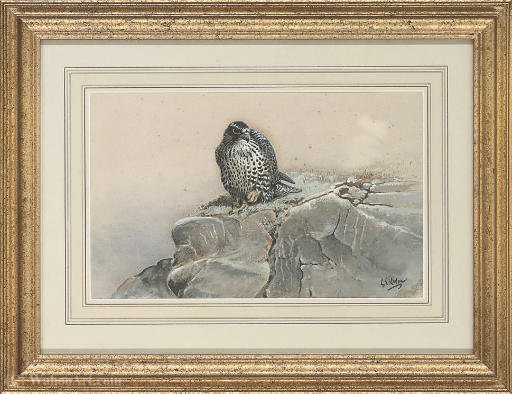 Peregrine Falcon At Rest — George Edward Lodge