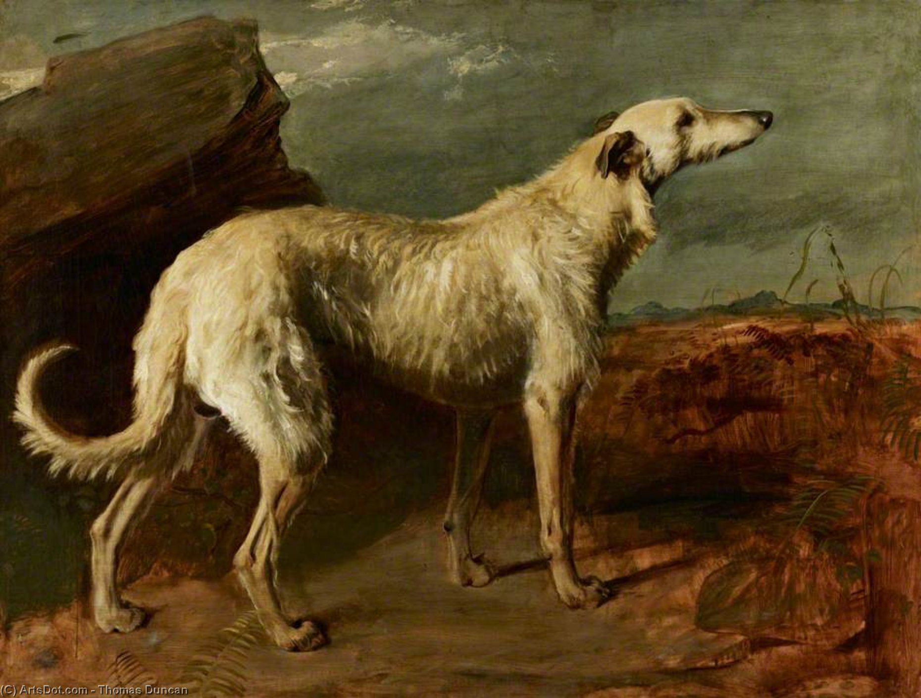 Braan, A Celebrated Scottish Deerhound — Thomas Duncan