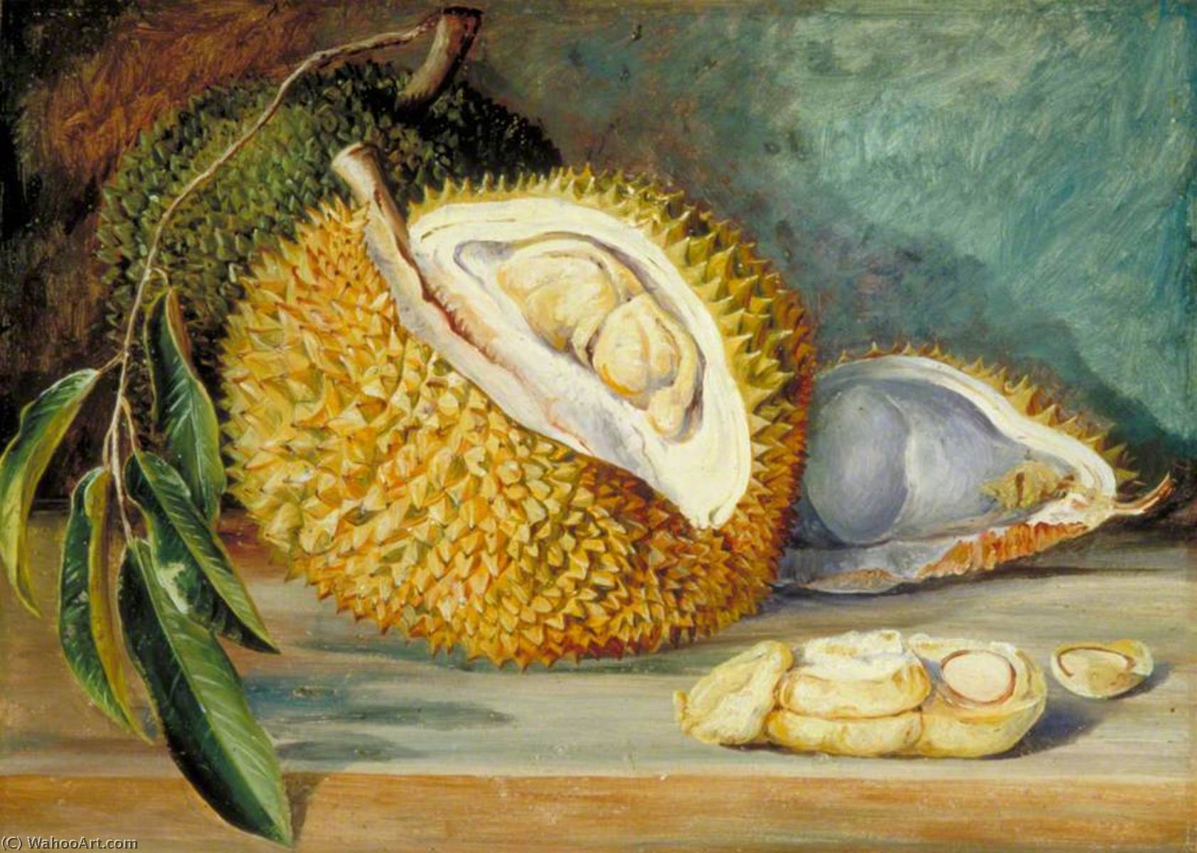 Durian Fruit From A Large Tree, Sarawak, Borneo — Marianne North