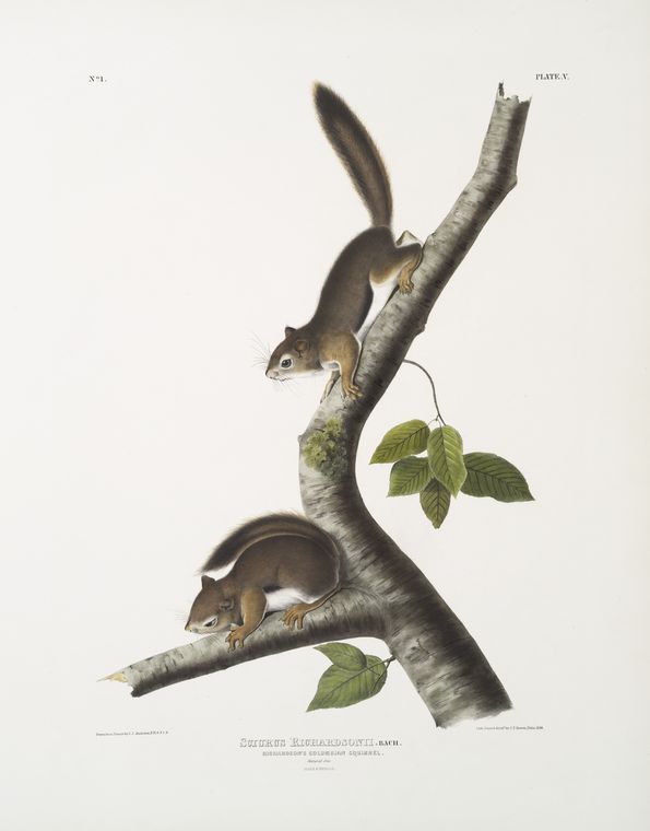 Sciurus Richardsonii, Richardson's Columbian Squirrel. Natural Size. Male ^ Female — John James Audubon