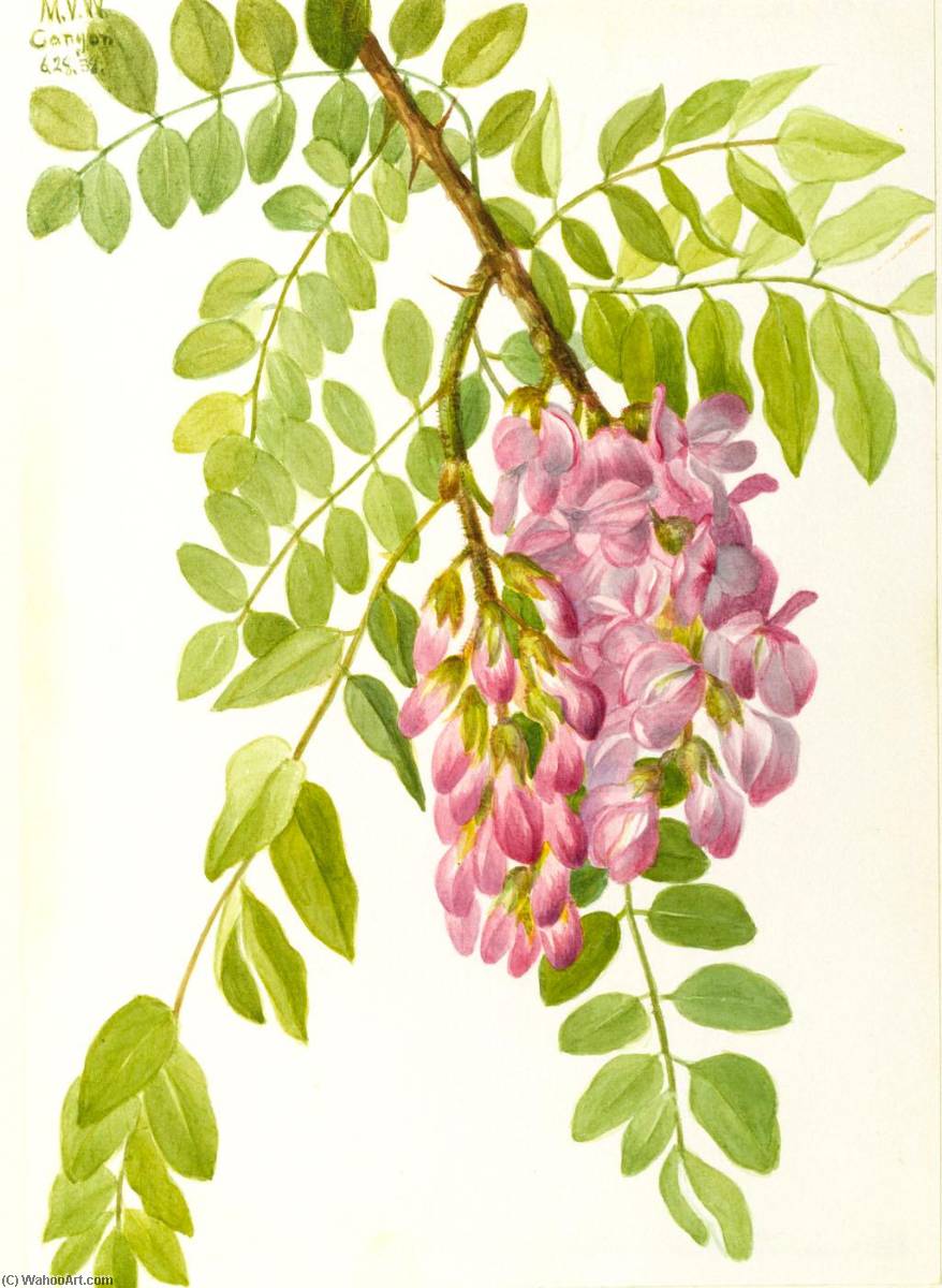 New Mexican Locust (robinia Neomexicana) — Мери Вокс Волкотт