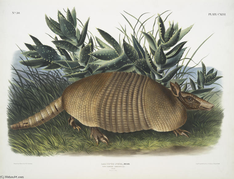Dasypus Peba, Nine-banded Armadillo. Male. Natural Size — John James Audubon