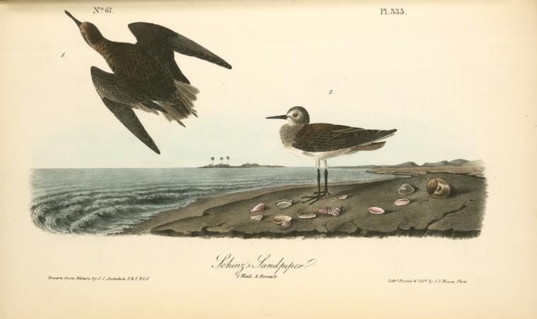 Schinz's Sandpiper. 1. Male. 2. Female — John James Audubon