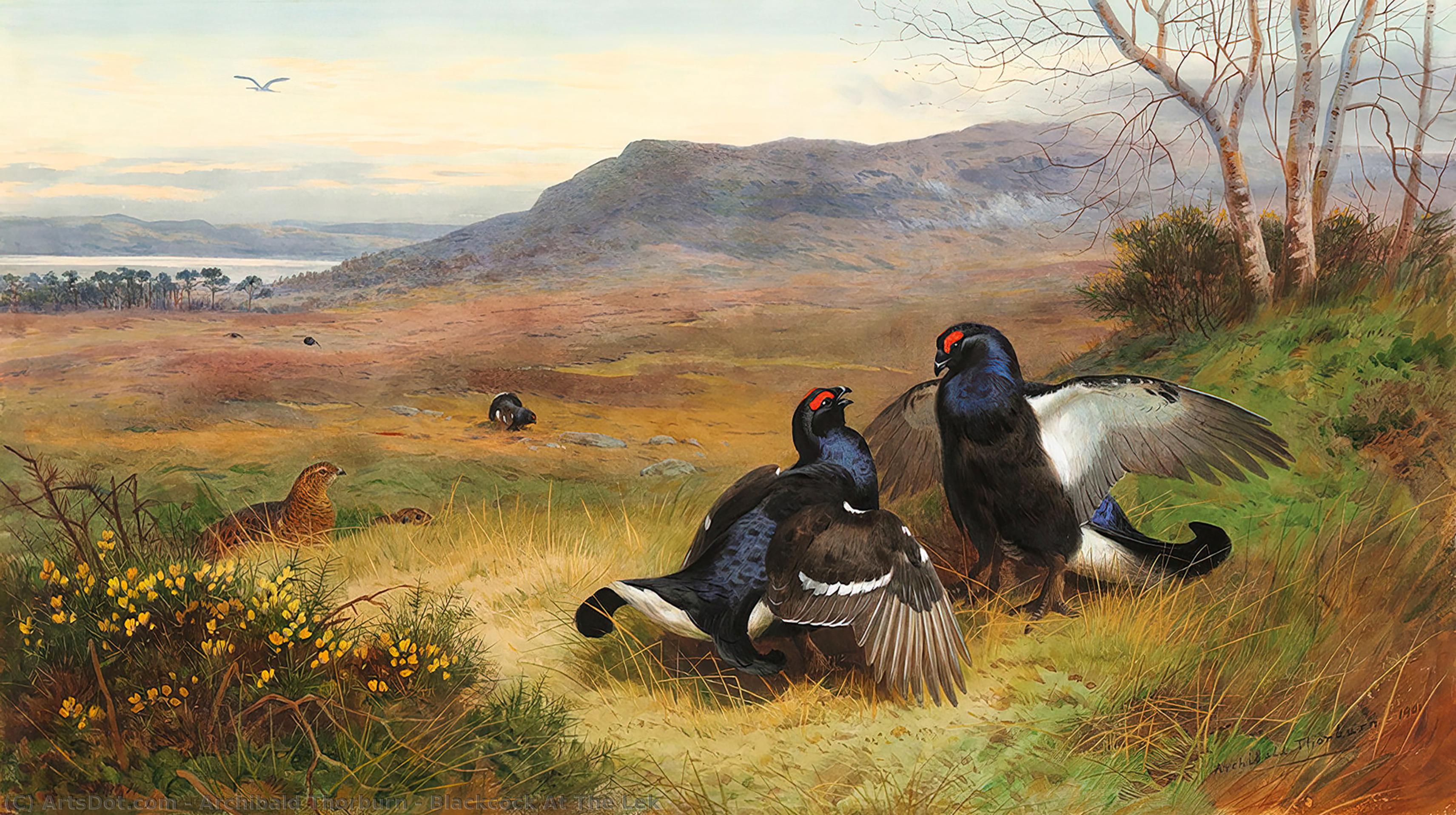 Blackcock At The Lek — Archibald Thorburn