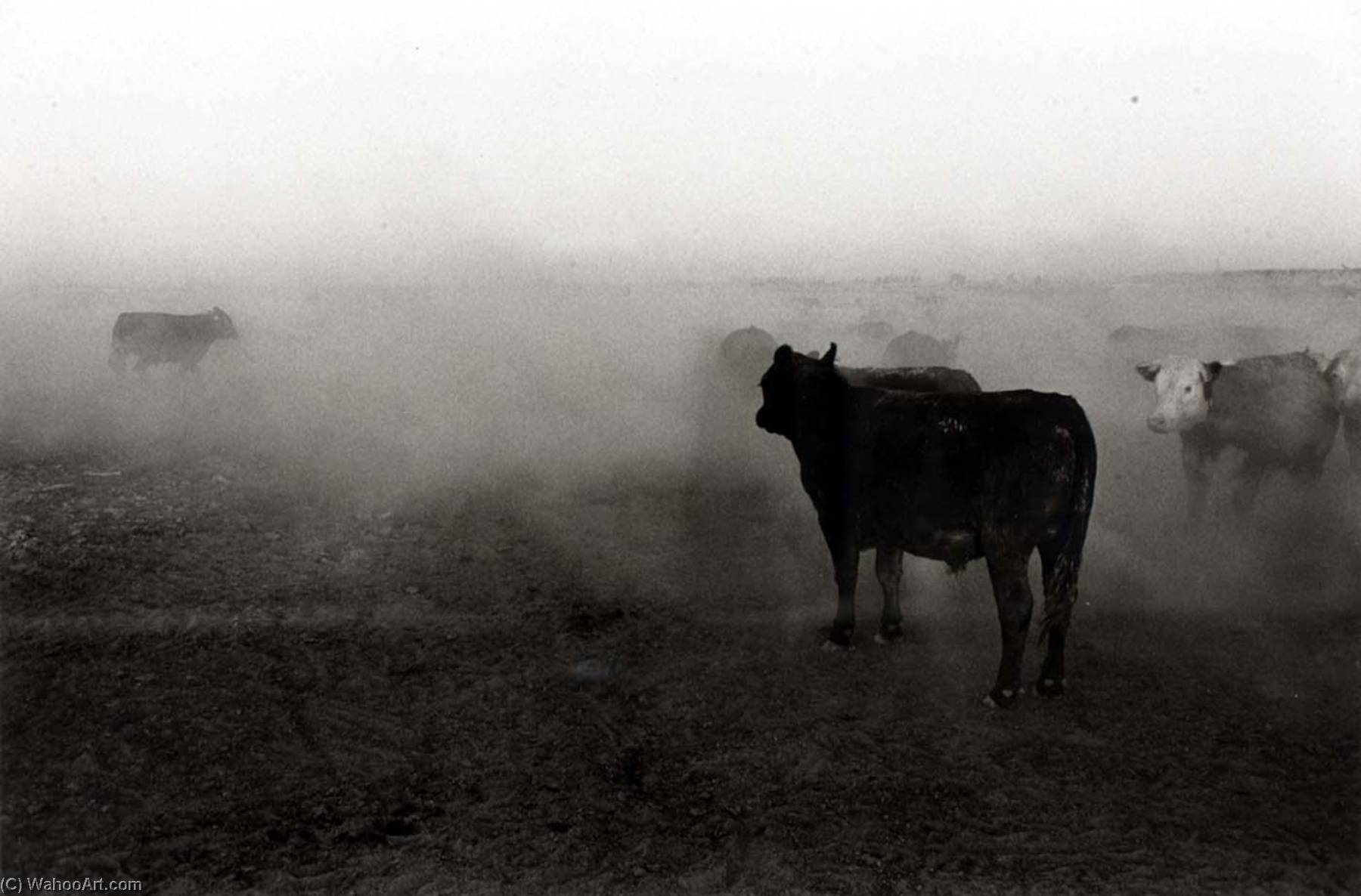 Quincy, Grant County, Washington, July 27 — Ingeborg Gerdes