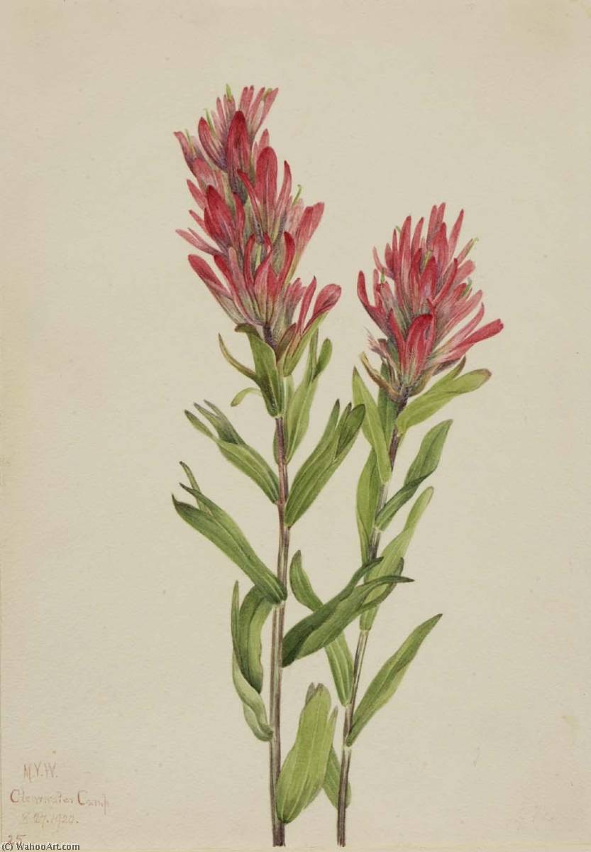 Alberta Paintbrush (catilleja Miniata) — Mary Vaux Walcott