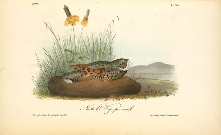 Nuttal's Whip-poor-will. Male — John James Audubon
