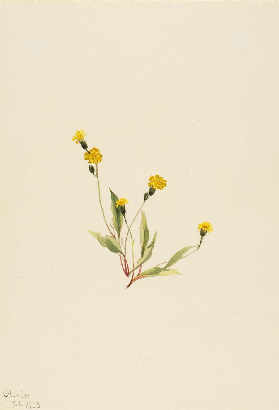 Heieracium Gracile — Mary Vaux Walcott