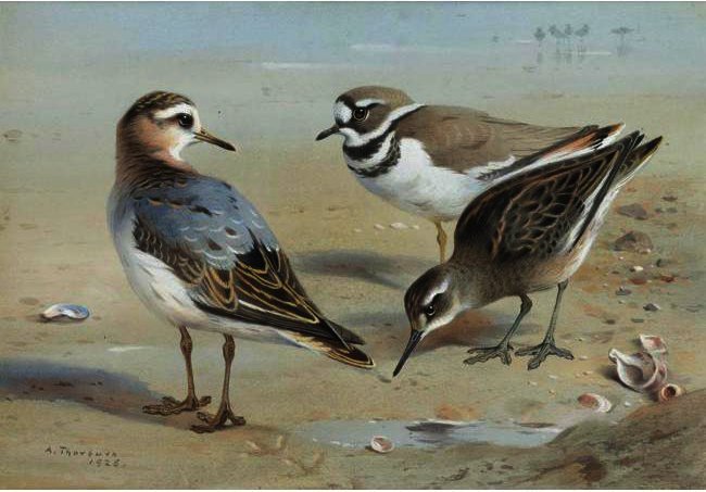 A Knot, A Sandpiper And A Little Ringed Plover — Archibald Thorburn