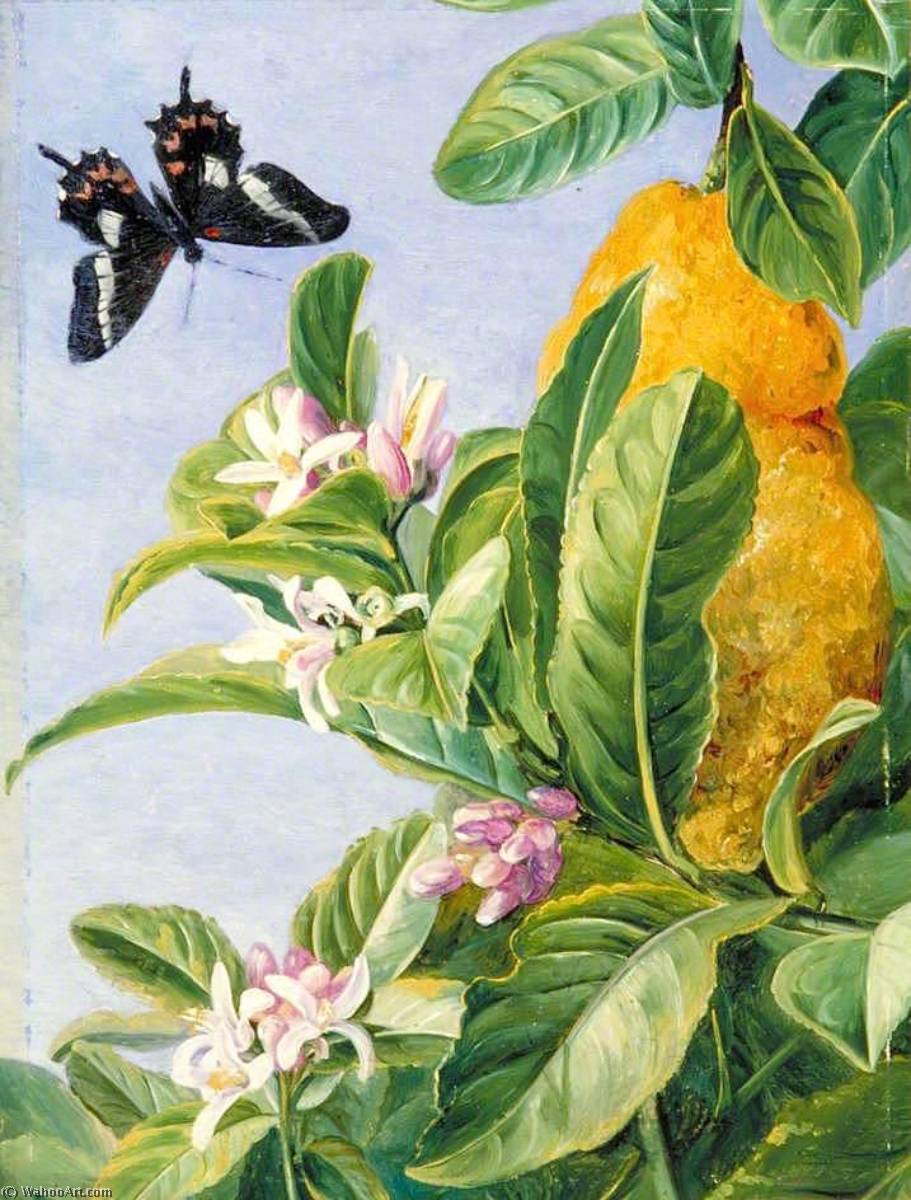 Foliage, Flowers And Fruit Of The Citron, And A Butterfly, Painted In Brazil — Marijana Nort