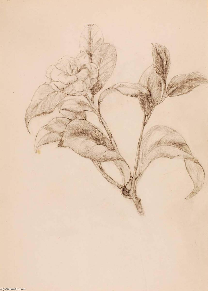 Gardenia — Florence Koehler