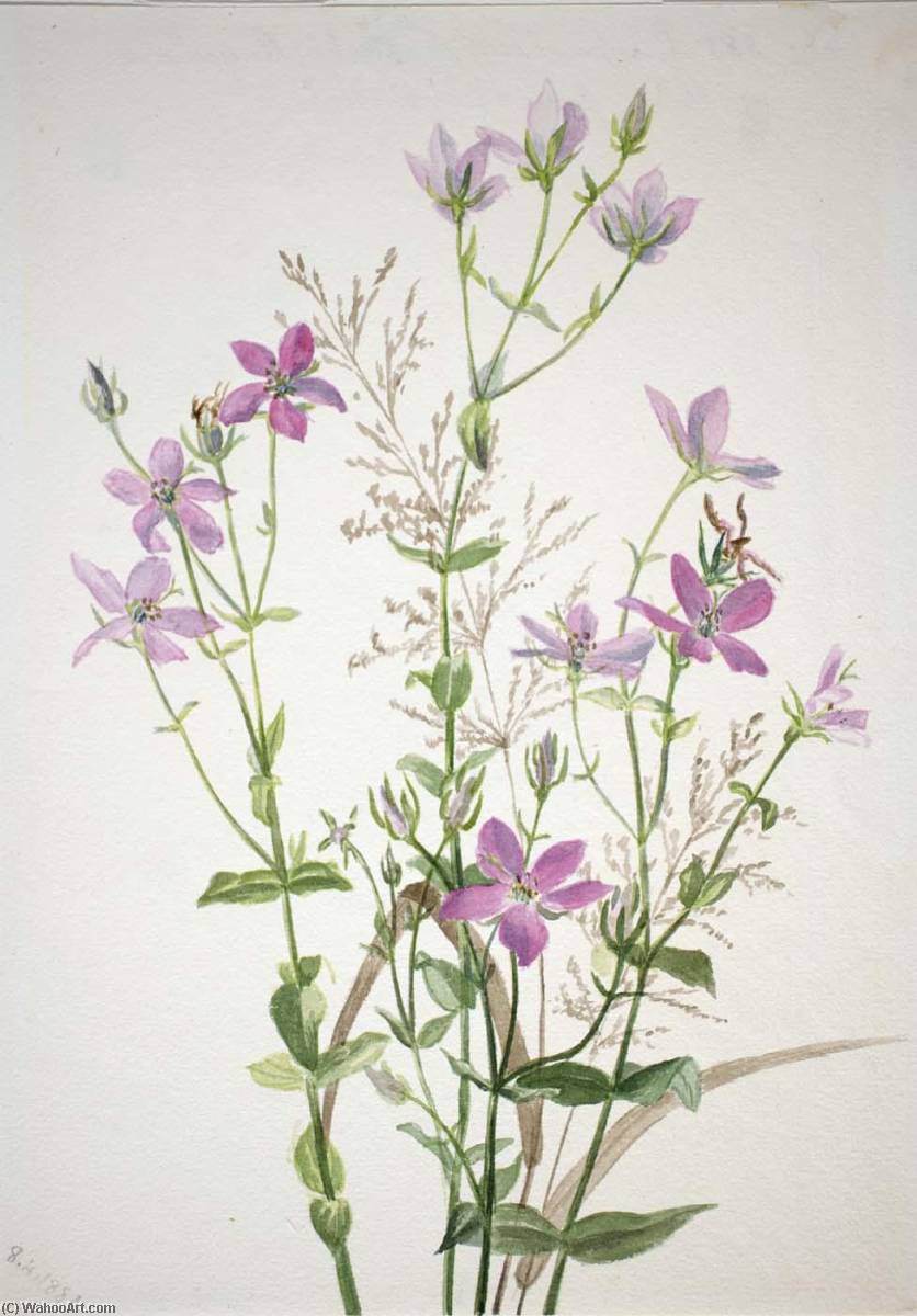 Gentianacease Sabbalia Angularis — Mary Vaux Walcott