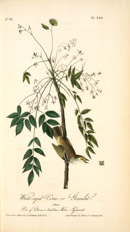 White-eyed Vireo, Or Greenlet. Male. (pride Of China, Or Bead Tree. Melia Azedarach.) — John James Audubon