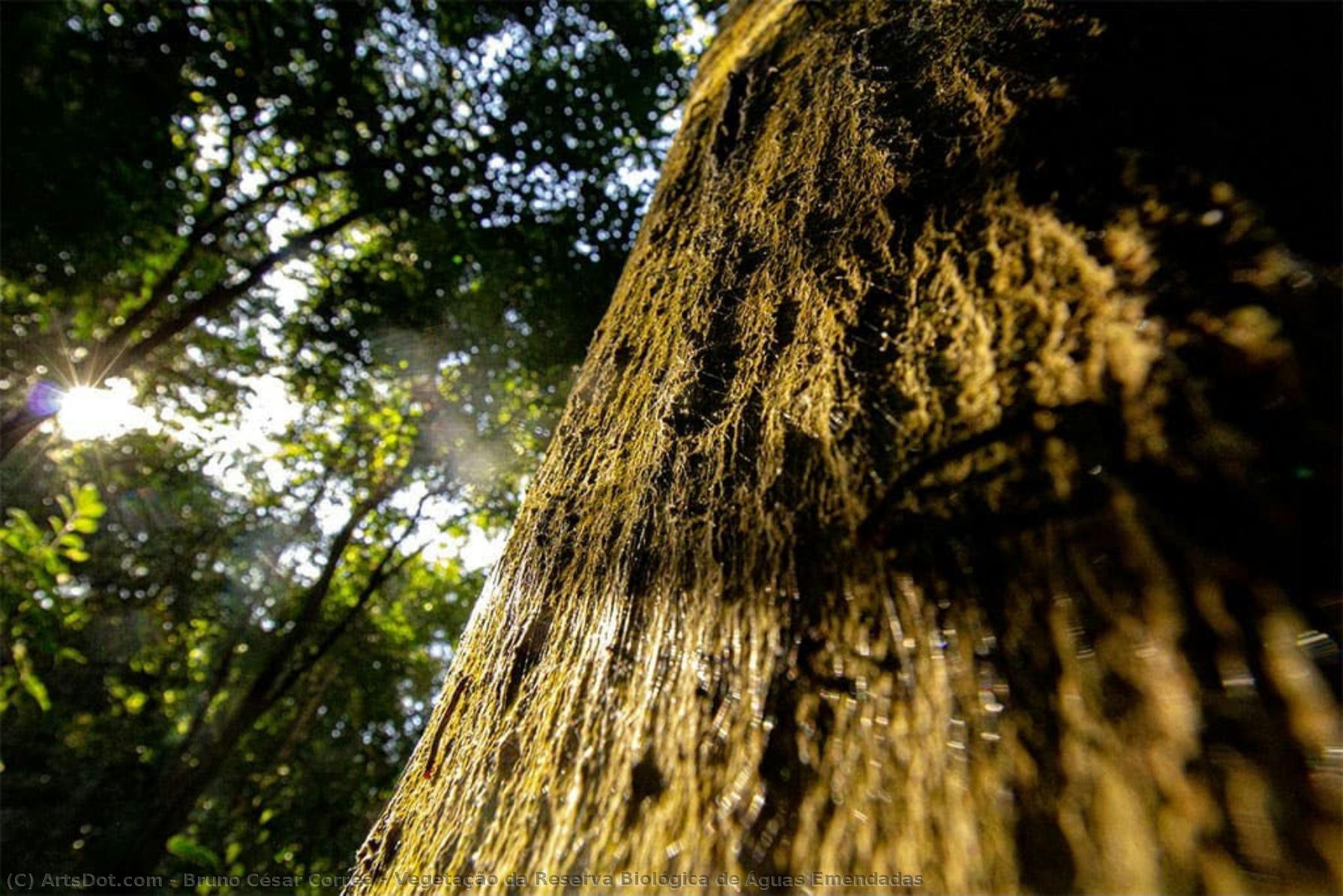 Vegetação Da Reserva Biológica De Águas Emendadas — Bruno César Correa
