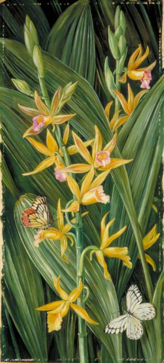 An Orchid And Butterflies — Marianne North