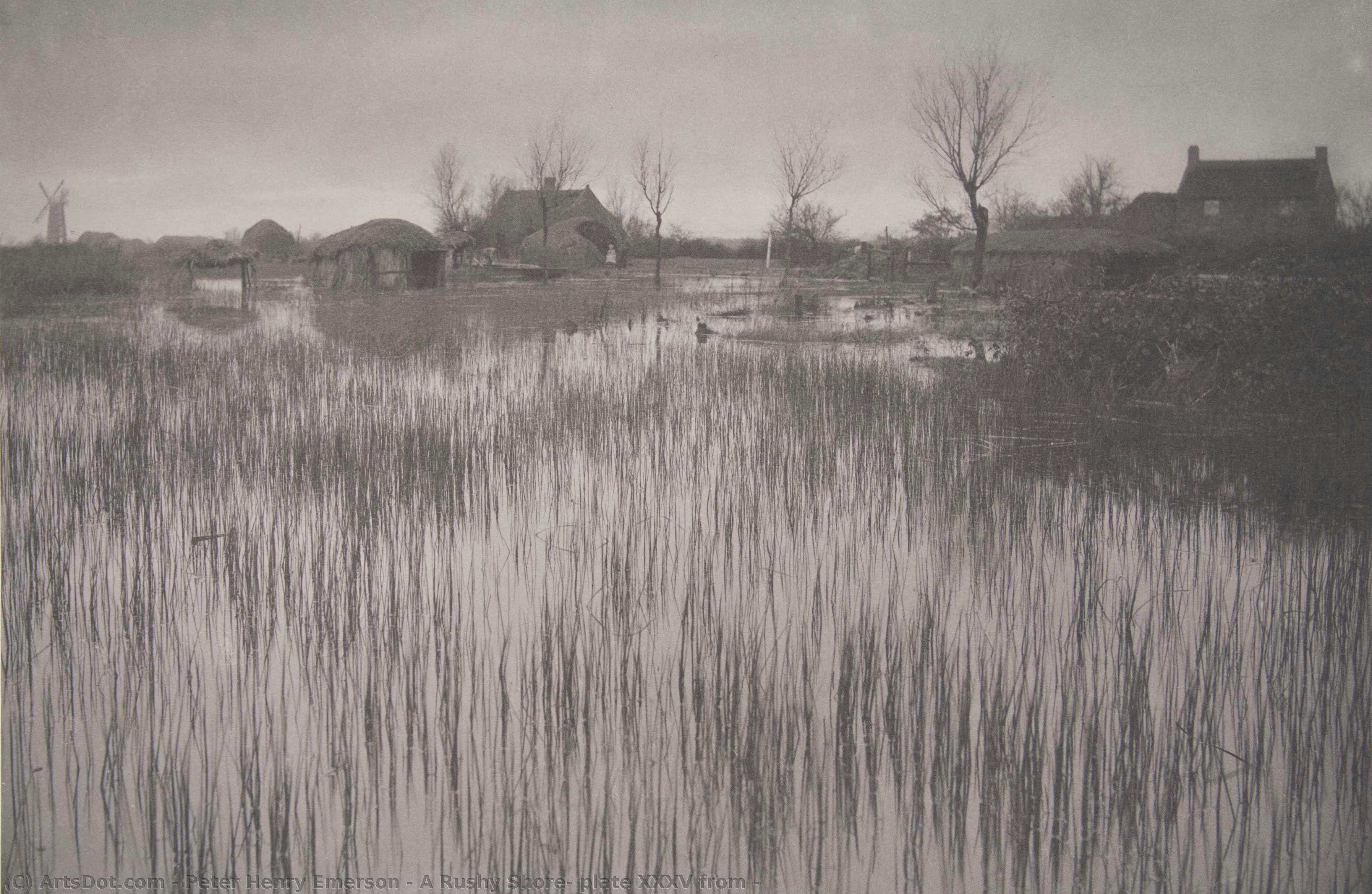 A Rushy Shore, Plate Xxxv From — Peter Henry Emerson