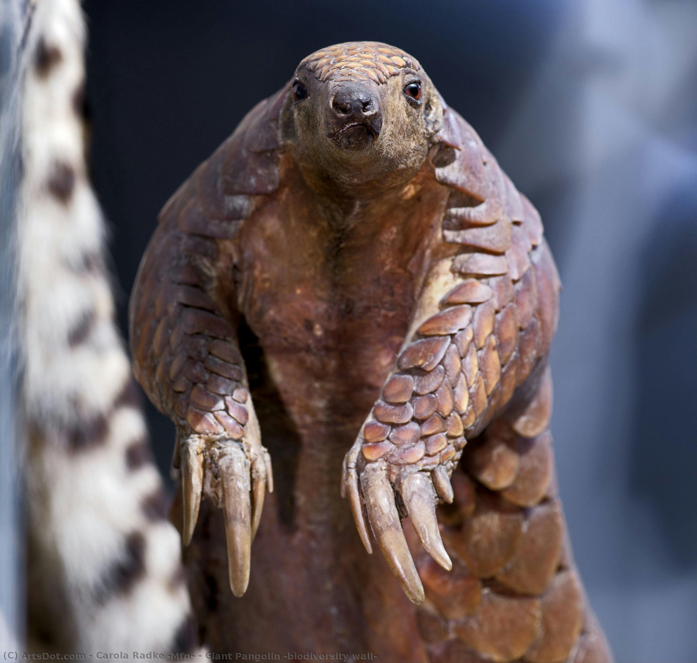 Giant Pangolin (biodiversity Wall) — Carola Radke (mfn)