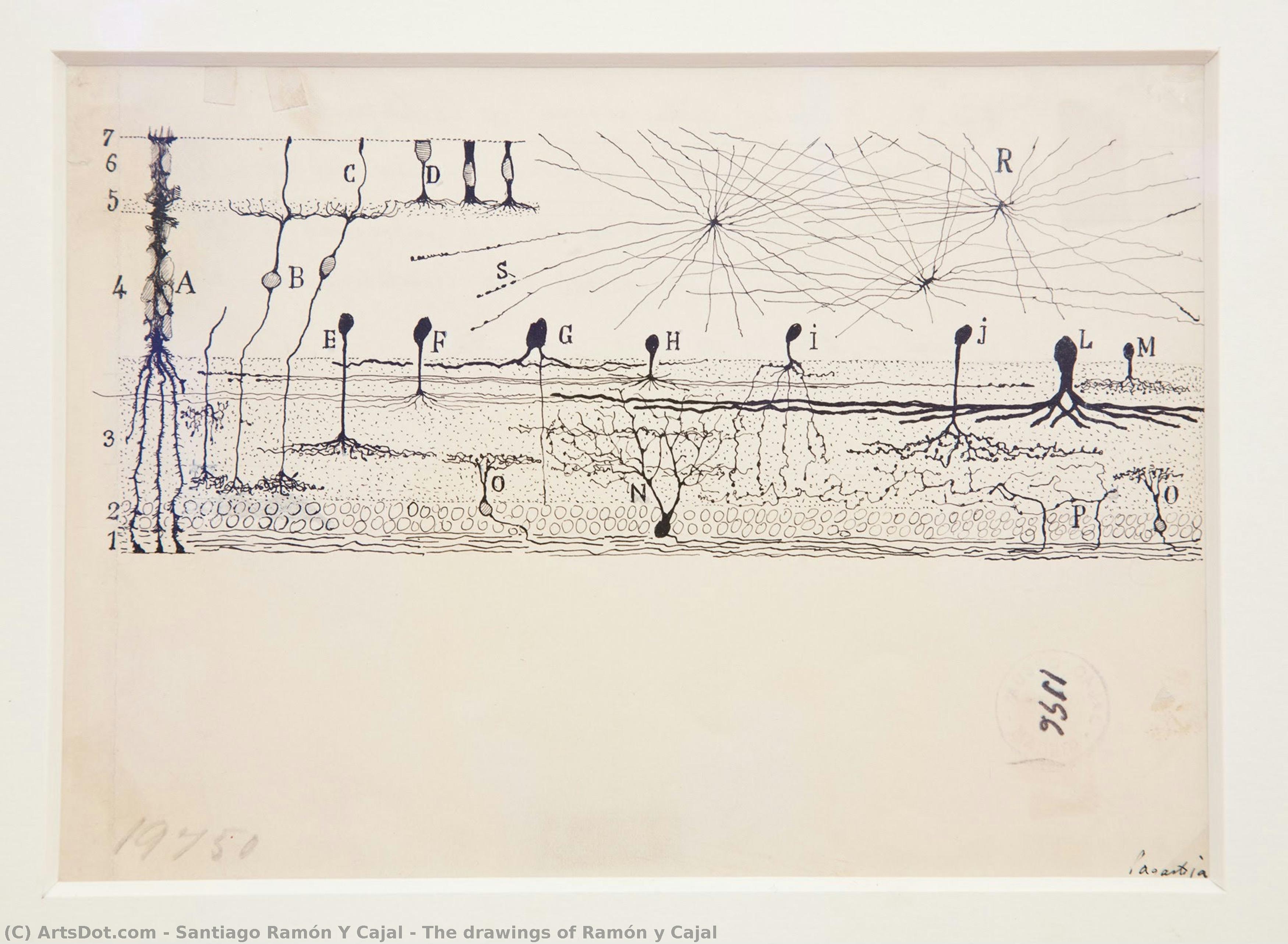 The Drawings Of Ramón Y Cajal — Santiago Ramón Y Cajal