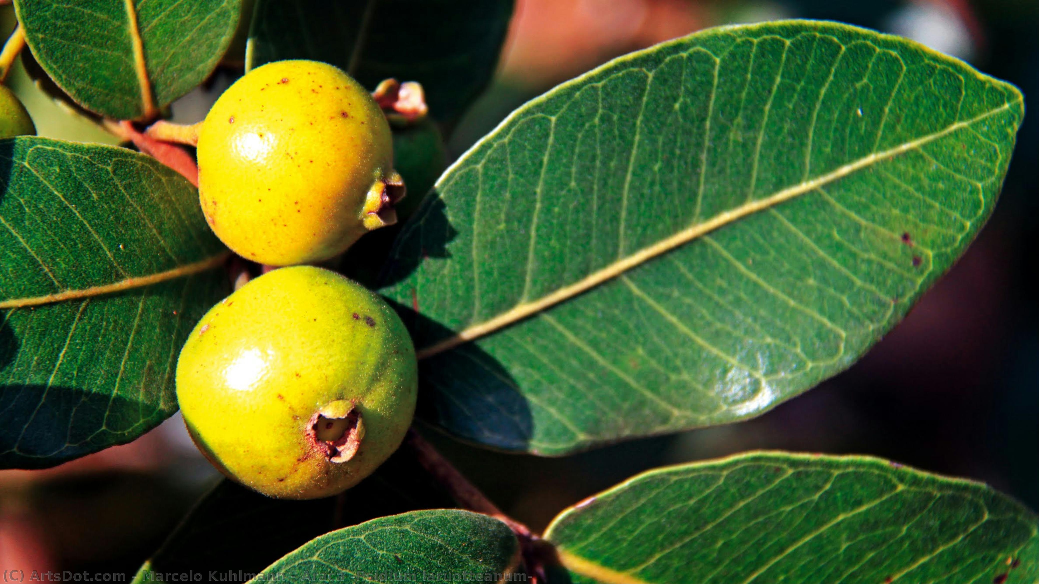 Araçá (psidium Laruotteanum) — Marcelo Kuhlmann