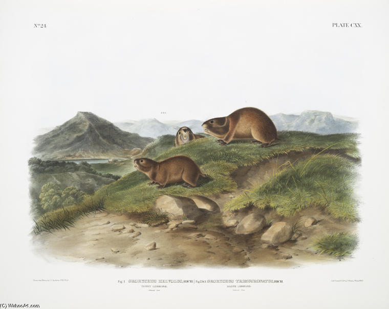Fig. 1. Georychus Helvolus, Tawny Lemming. Natural Size ; Fig. 2. Georychus Trimucronatus, Back's Lemming — John James Audubon