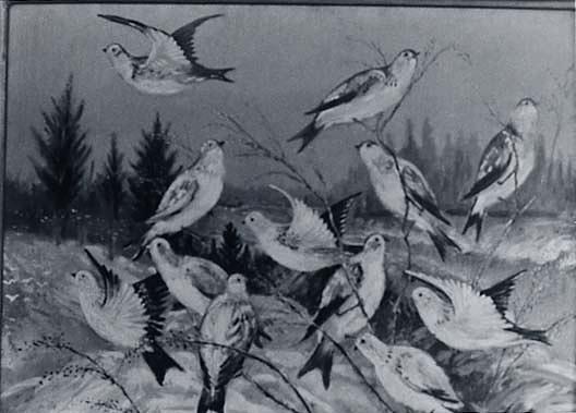 Snowbirds, (painting) — Lewis L Cross