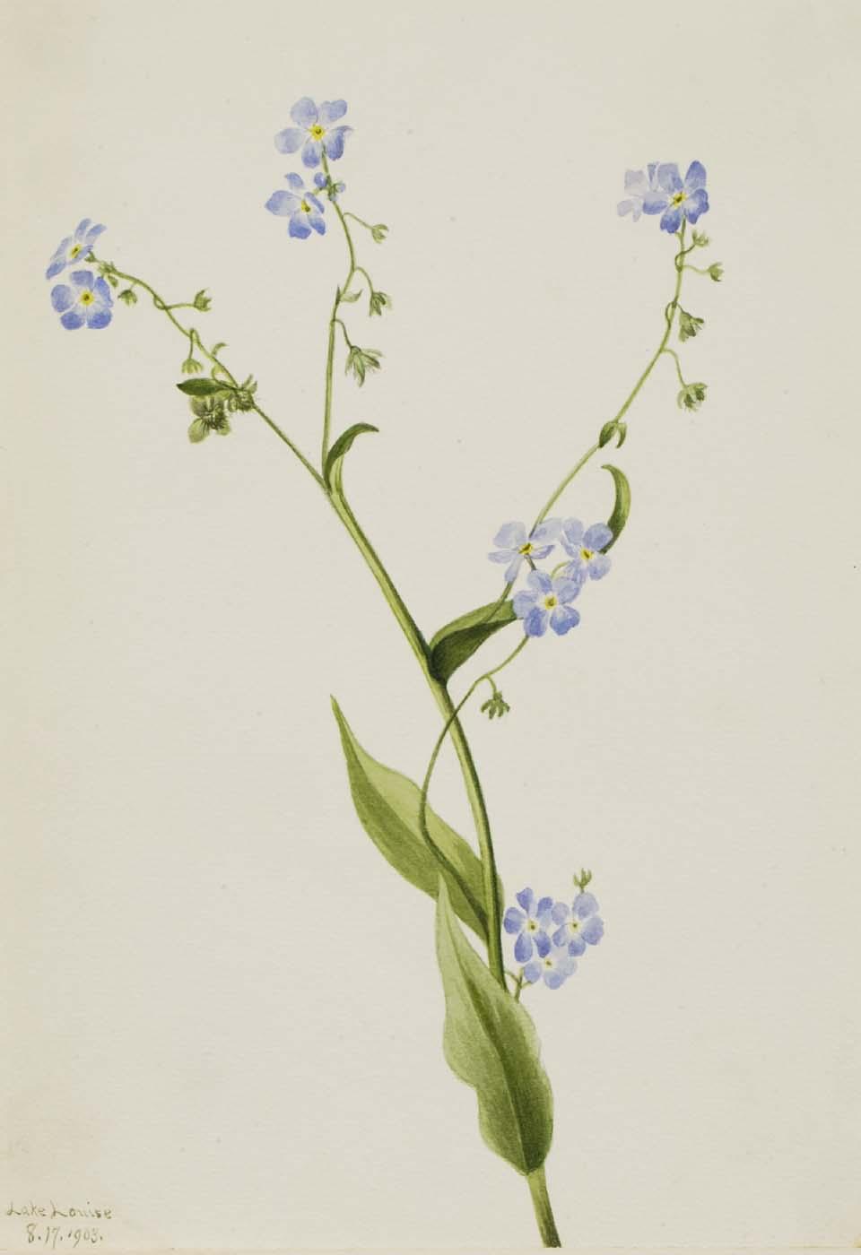 Bur Forget Me Not (lappula Diffusa) — Mary Vaux Walcott