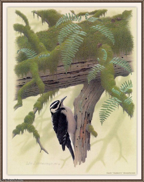 Hairy Harriss Woodpecker — August Albert Zimmermann
