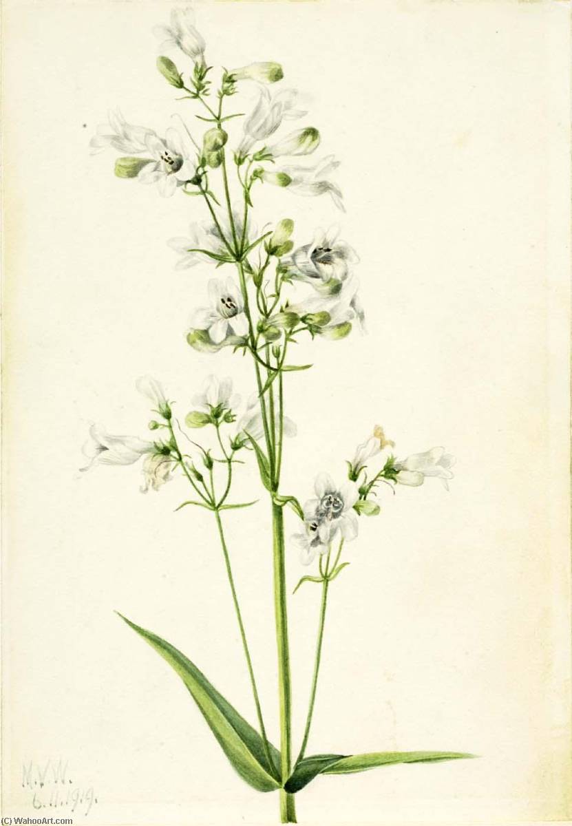 Foxglove Pentstemon (pentstemon Digitalis) — Mary Vaux Walcott