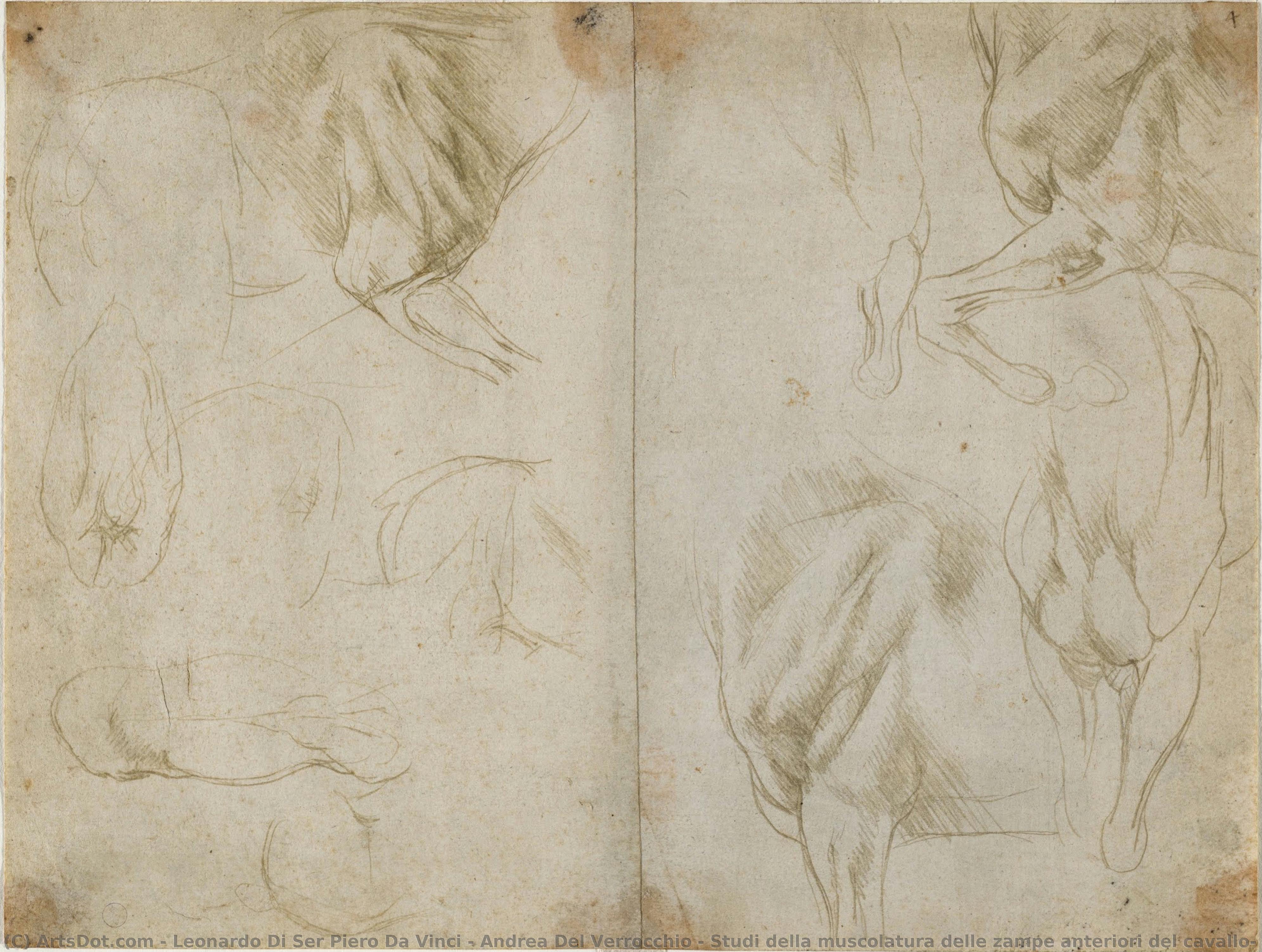 Studi Della Muscolatura Delle Zampe Anteriori Del Cavallo, C. 1480 (punta Metallica Su Carta Preparata Verde Oliva Chiaro) — Leonardo Di Ser Piero Da Vinci & Andrea Del Verrocchio