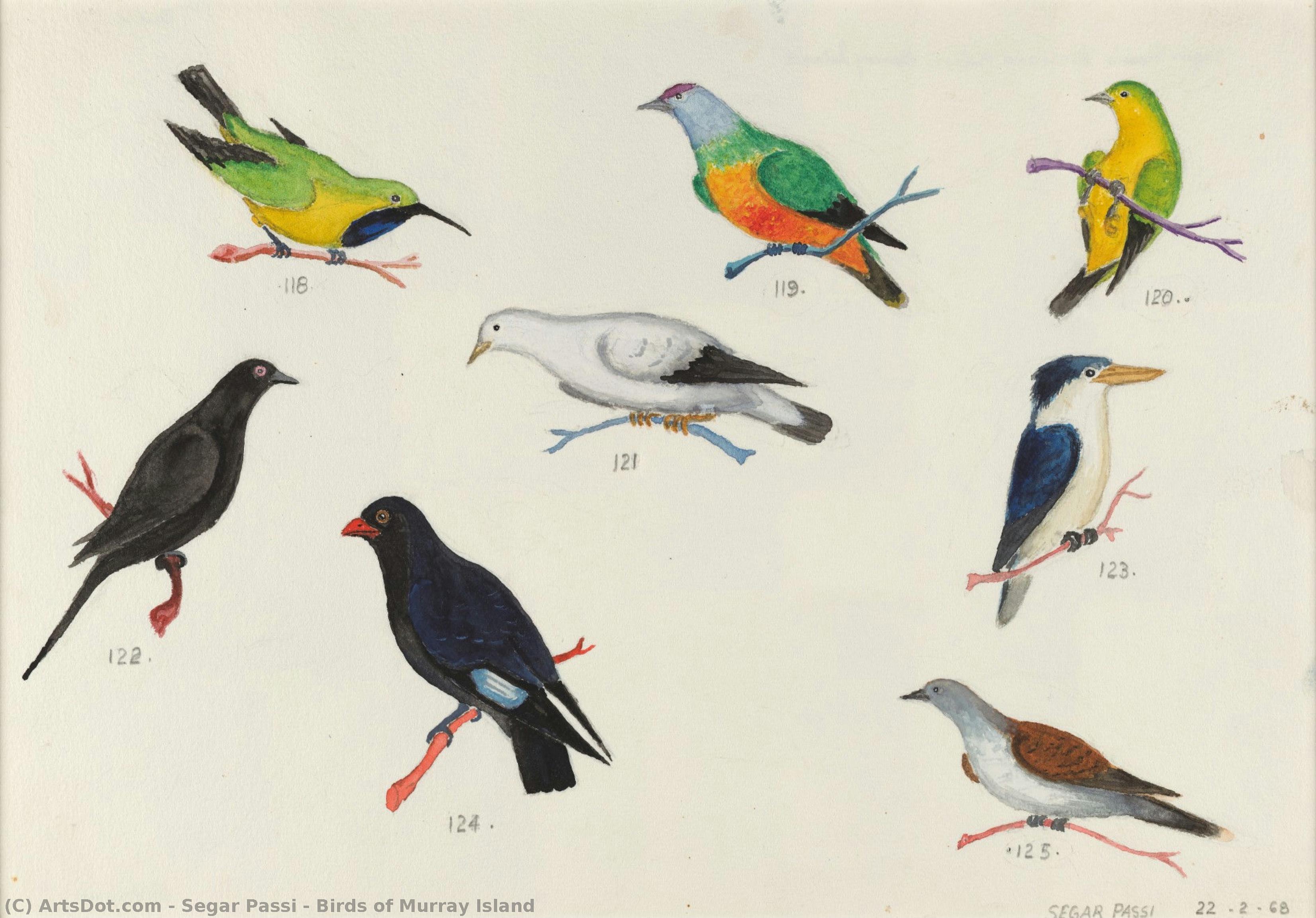 Birds Of Murray Island — Segar Passi