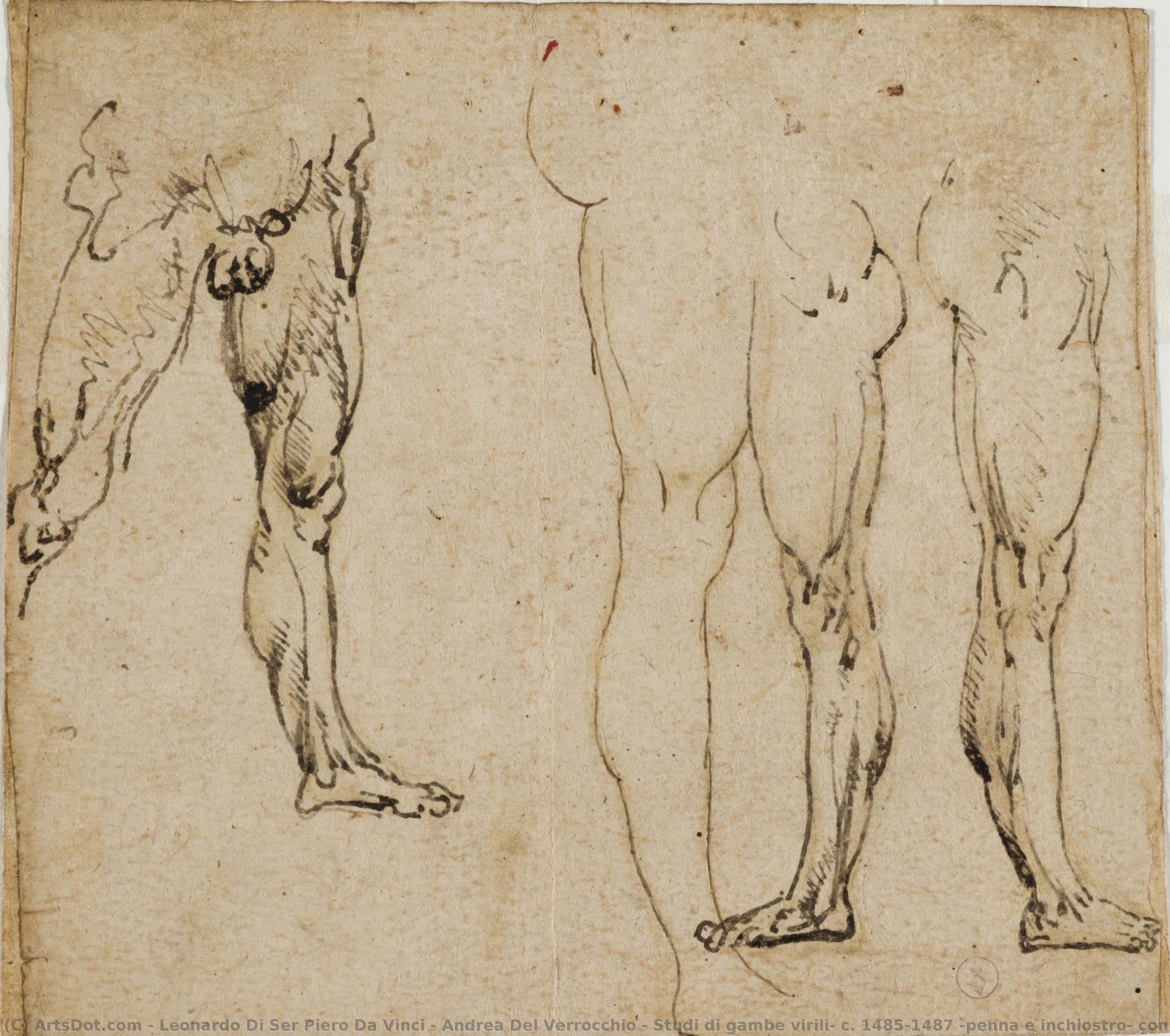 Studi Di Gambe Virili, C. 1485-1487 (penna E Inchiostro, Con Tracce Di Punta Metallica Su Carta) — Leonardo Di Ser Piero Da Vinci & Andrea Del Verrocchio