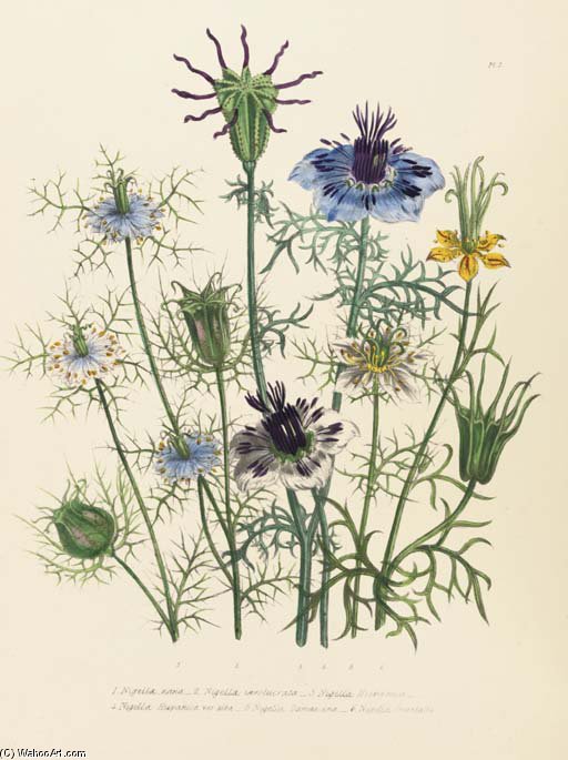 The Ladies' Flower-garden Of Bulbous Plants — Jane Loudon