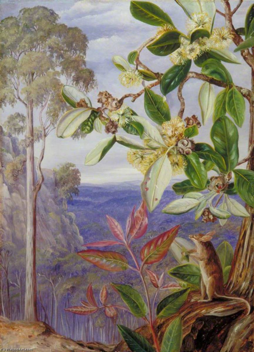 Blick Über Die Blue Mountains In Richtung Meer, New South Wales — Marianne North