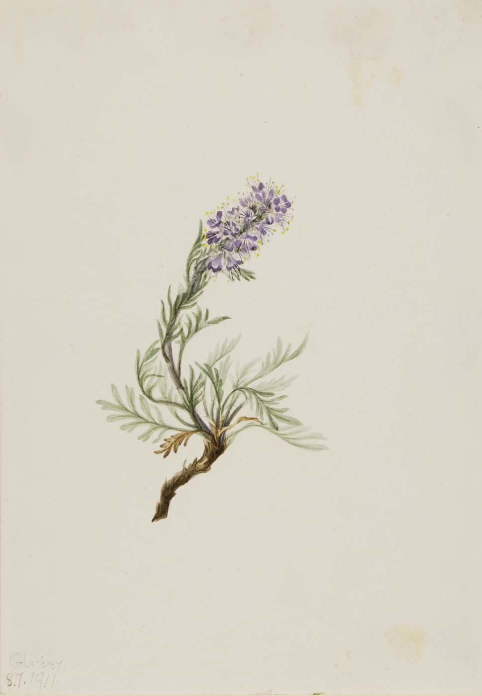 Gray Phacelia (phacelia Sericea) — Mary Vaux Walcott