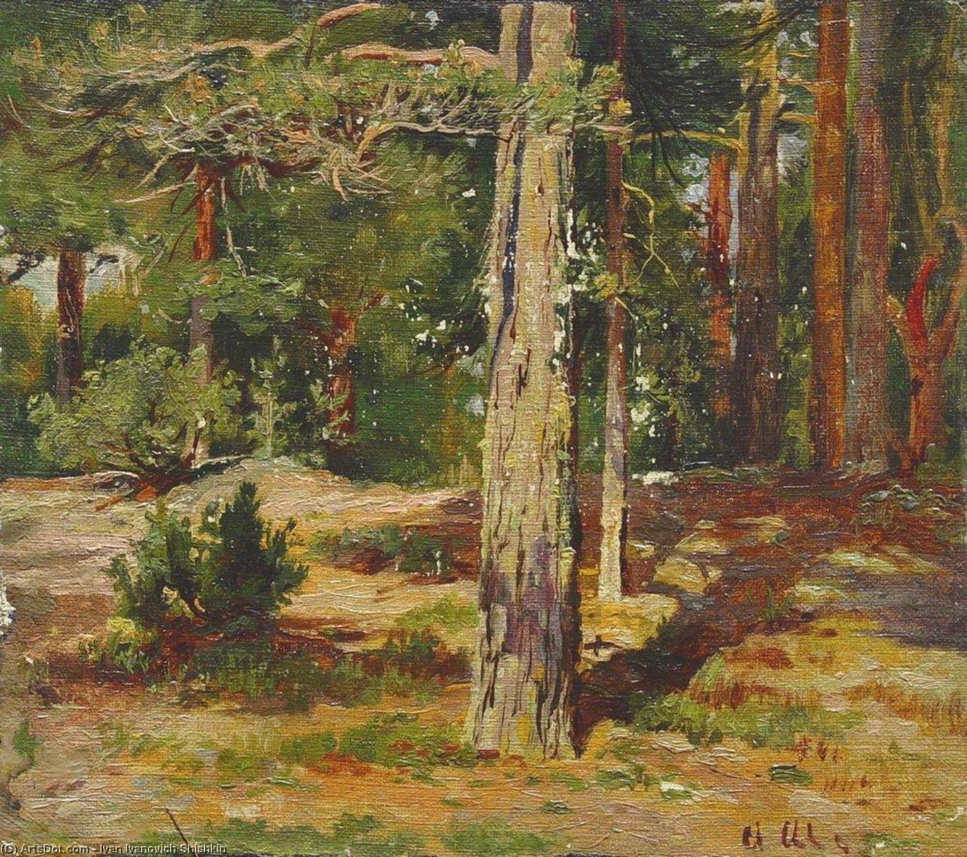 Pines. Summer Landscape — Иван Шишкин