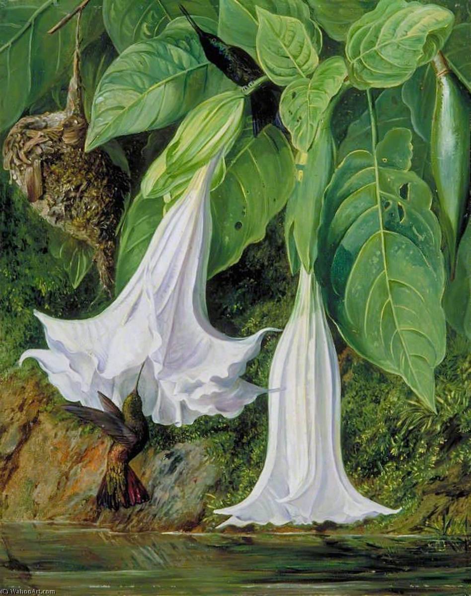 Flowers Of Datura And Humming Birds, Brazil — Marianne North