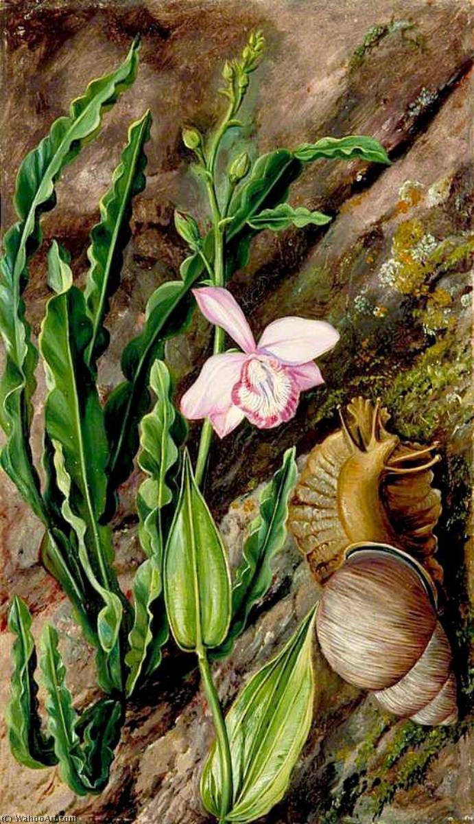 Ground Orchid, Carqueja And Giant Snail, Brazil — Marianne North