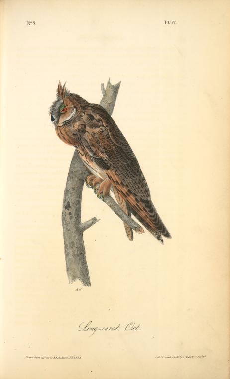 Long-eared Owl — ジョン・ジェームズ・オーデュボン