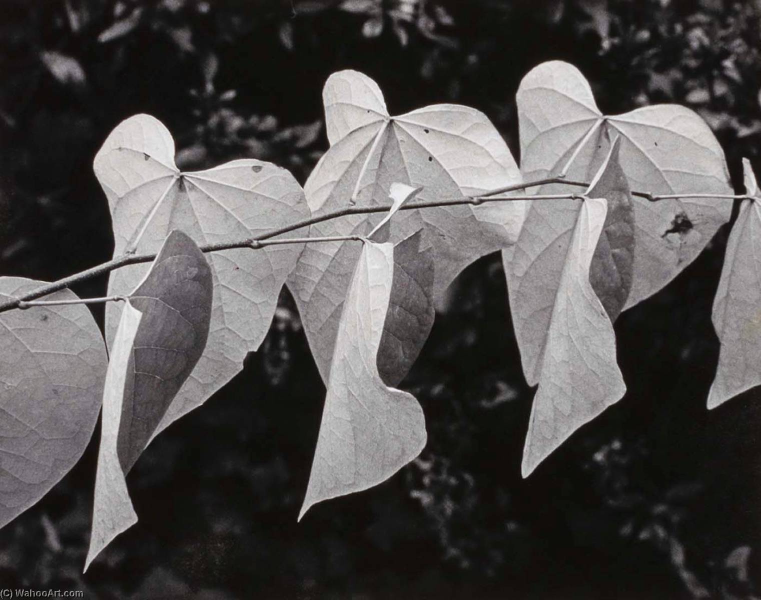 Leaves On A Branch — Bernard Stadiem
