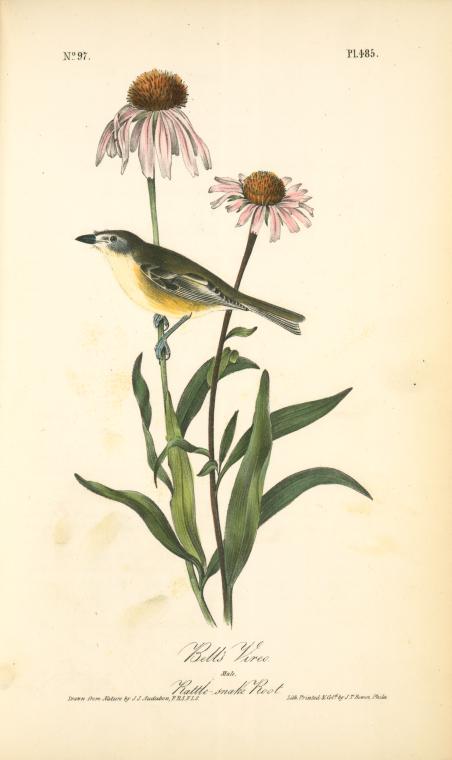 Bell's Vireo. Male. (rattle-snake Root) — John James Audubon