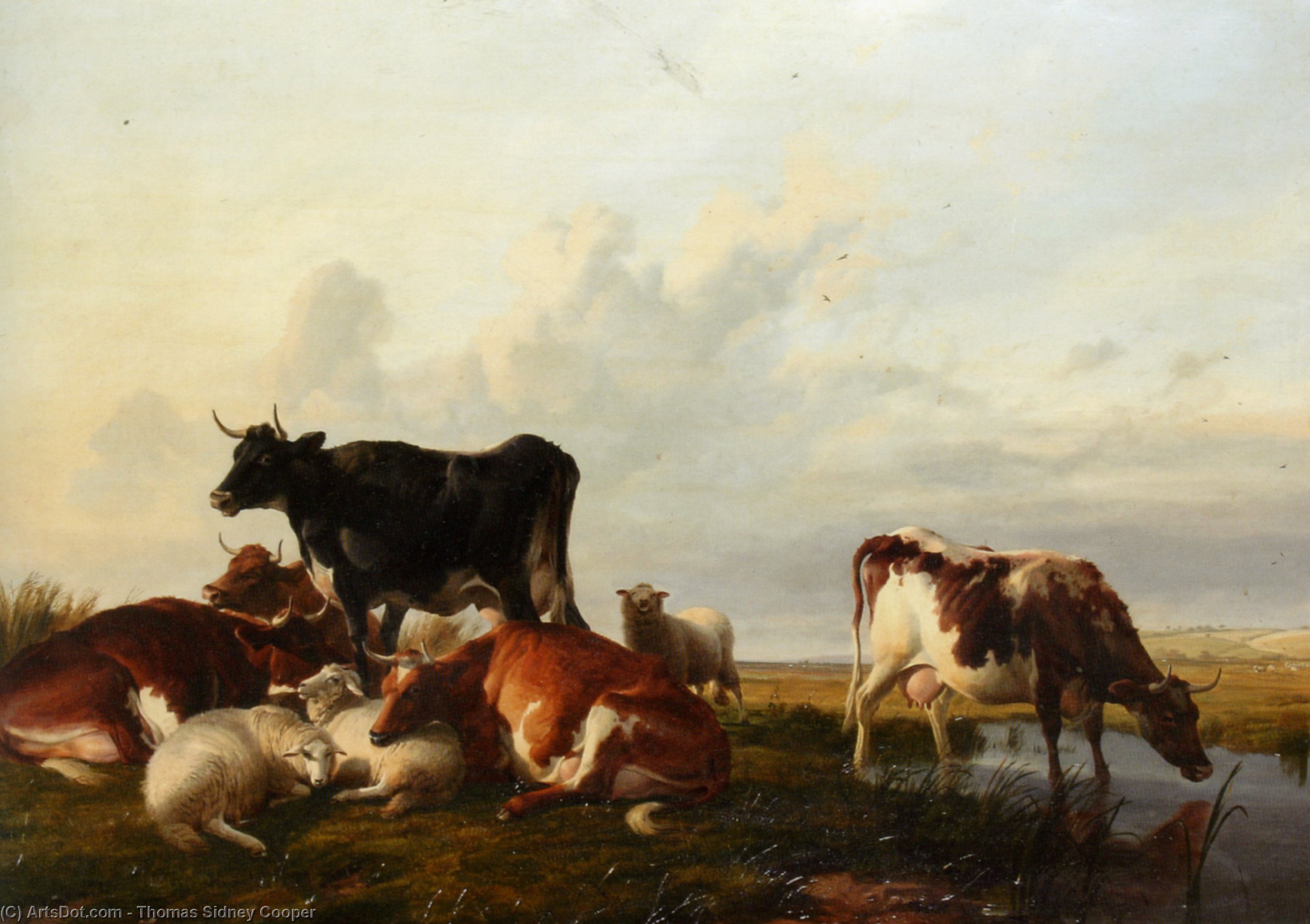 Cattle And Sheep Probably In Canterbury Meadows — Tomas Sidni Kuper