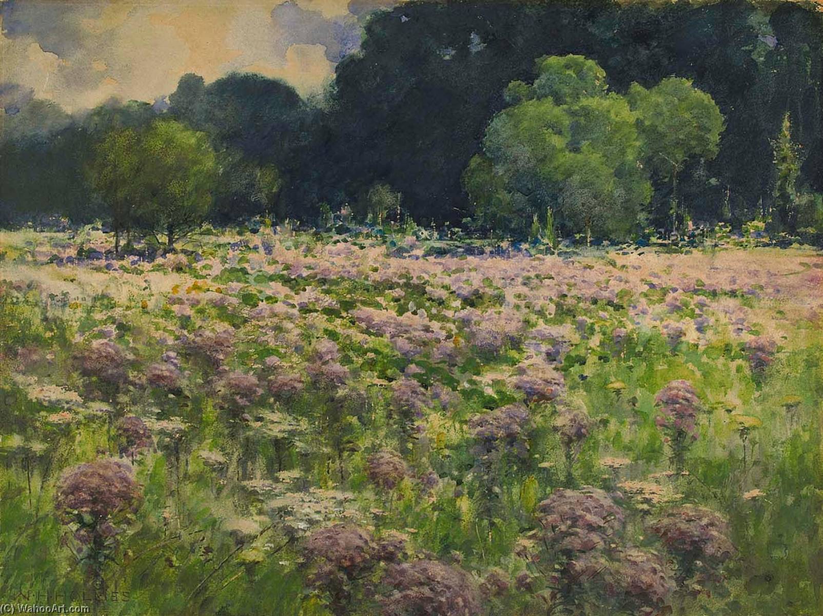Field Of Joe Pie Weeds (pride Of The Meadow) — William Henry Holmes