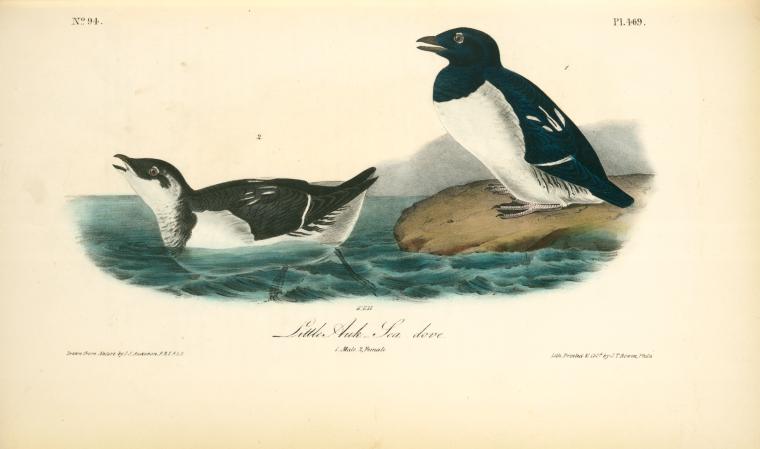 Little Auk. - Sea Dove. 1. Male. 2. Female — John James Audubon