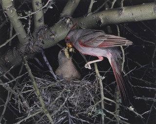 Pyrrhuloxia, Male And Female — Eliot Porter