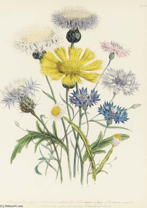 The Ladies' Flower Garden - (8) — Jane Loudon