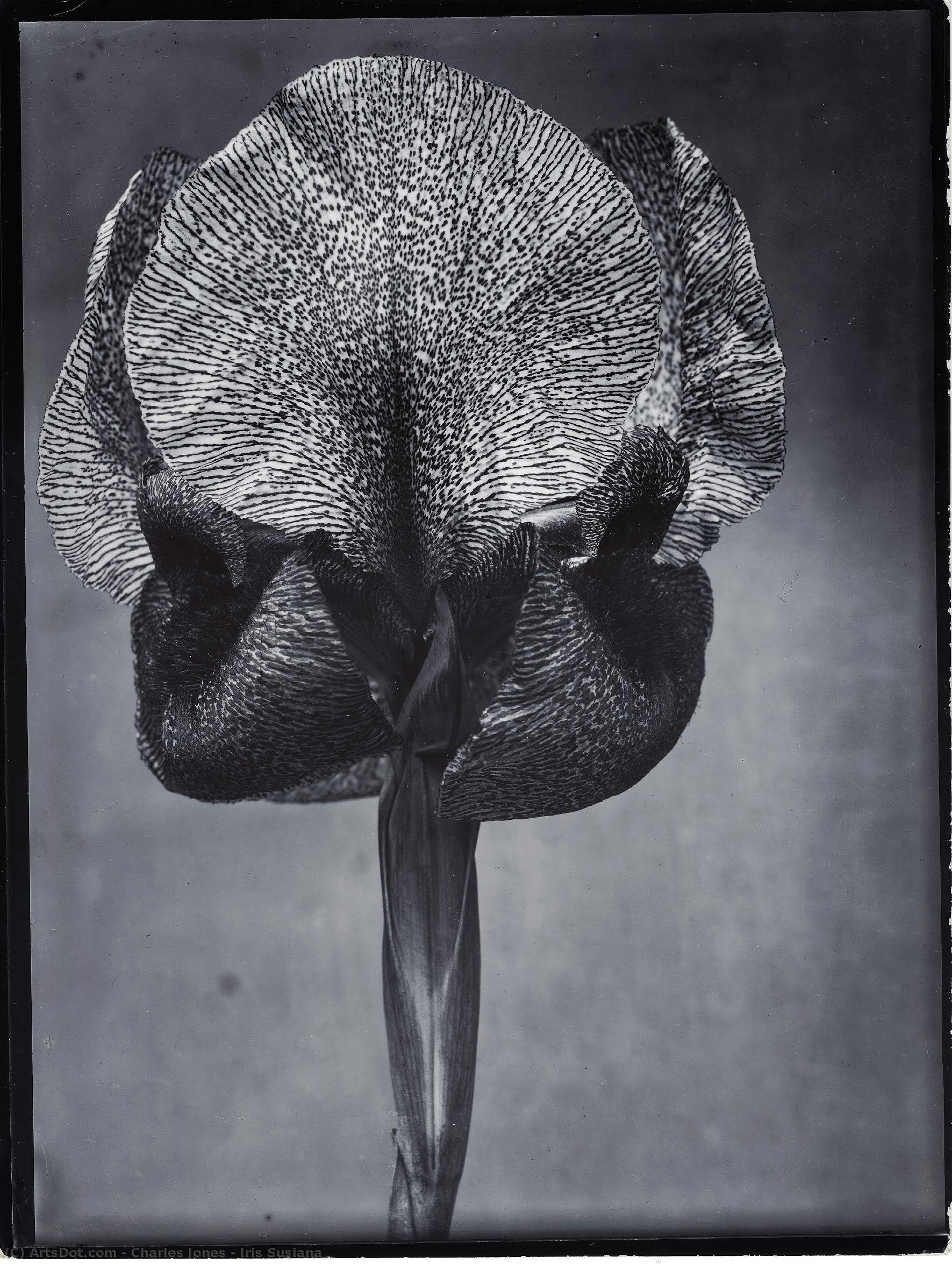 Iris Susiana — Charles Jones