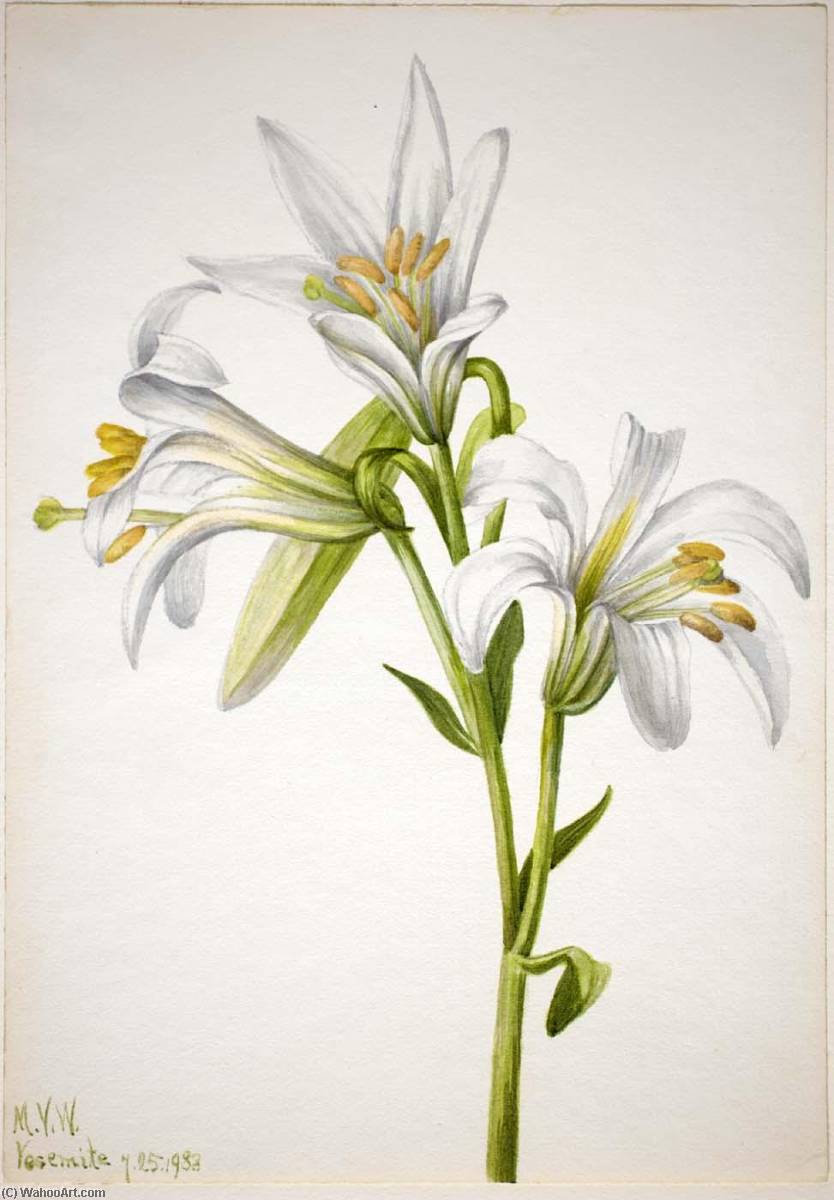 Washington Lily (lilium Washingtonianum) — Mary Vaux Walcott