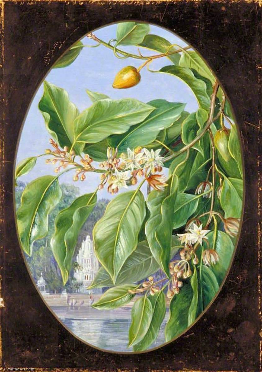 Foliage, Flowers And Fruit Of A Tree Sacred To Krishna — Marianne North